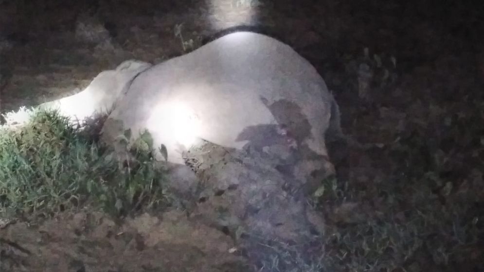 গারো পাহাড়ে বৈদ্যুতিক তারে হাতির মৃত্যু, কৃষক আটক