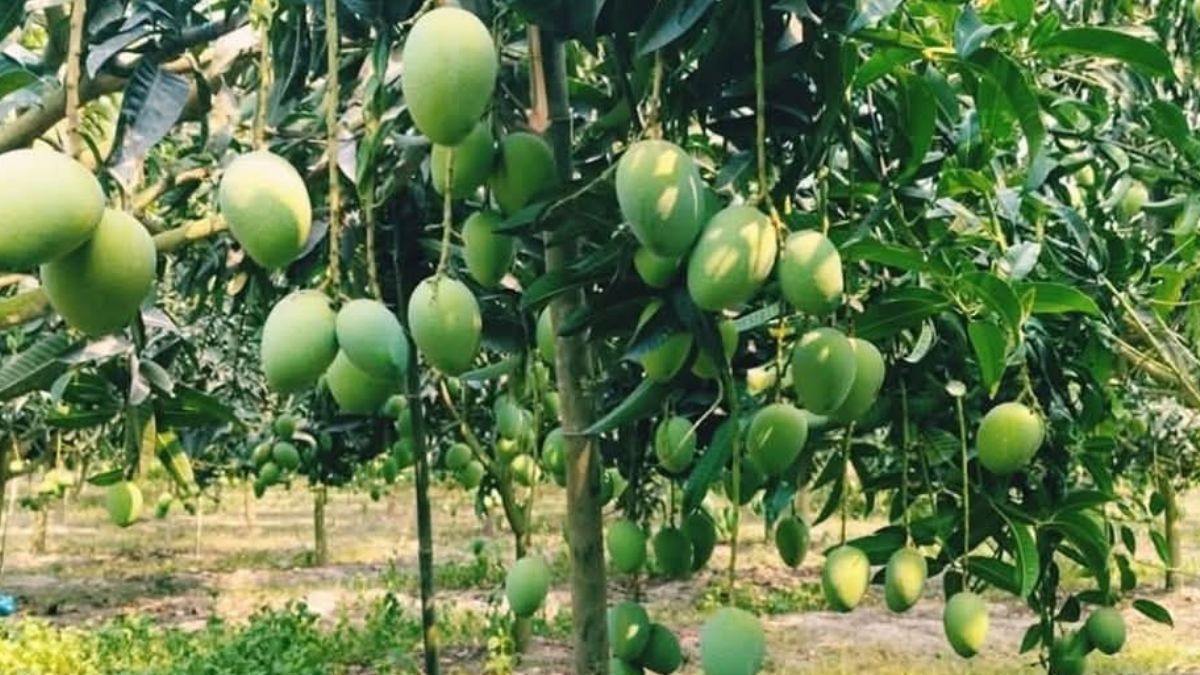 তাপদাহে আমের ফলন বিপর্যয়ের শঙ্কা