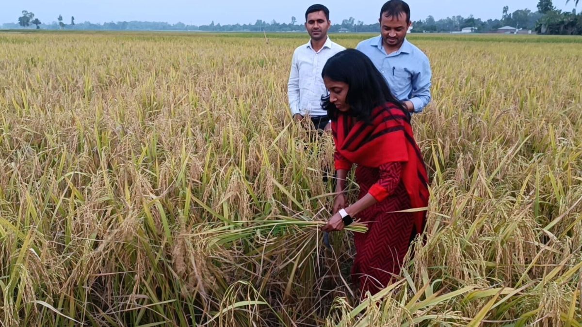 হিলিতে প্রথমবার চাষ ব্রি ধান-১০১, সম্ভাবনা উচ্চ ফলনের