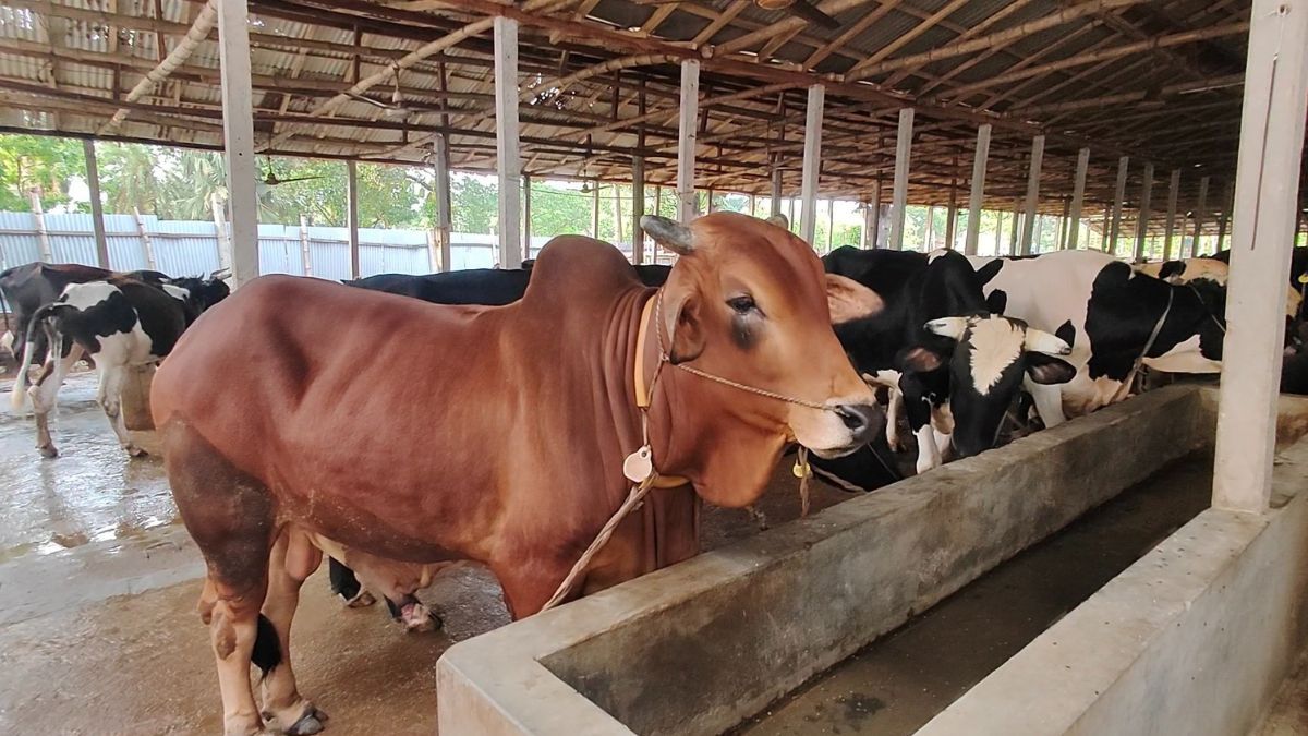 ঈদের বাজারে দেশি গরু, প্রস্তুত রূপগঞ্জের খামারিরা