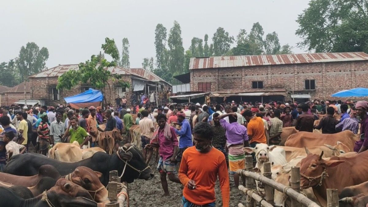 কুড়িগ্রামে ঈদ সামনে রেখে জমজমাট গরুর হাট, বাড়ছে দাম ও চাহিদা