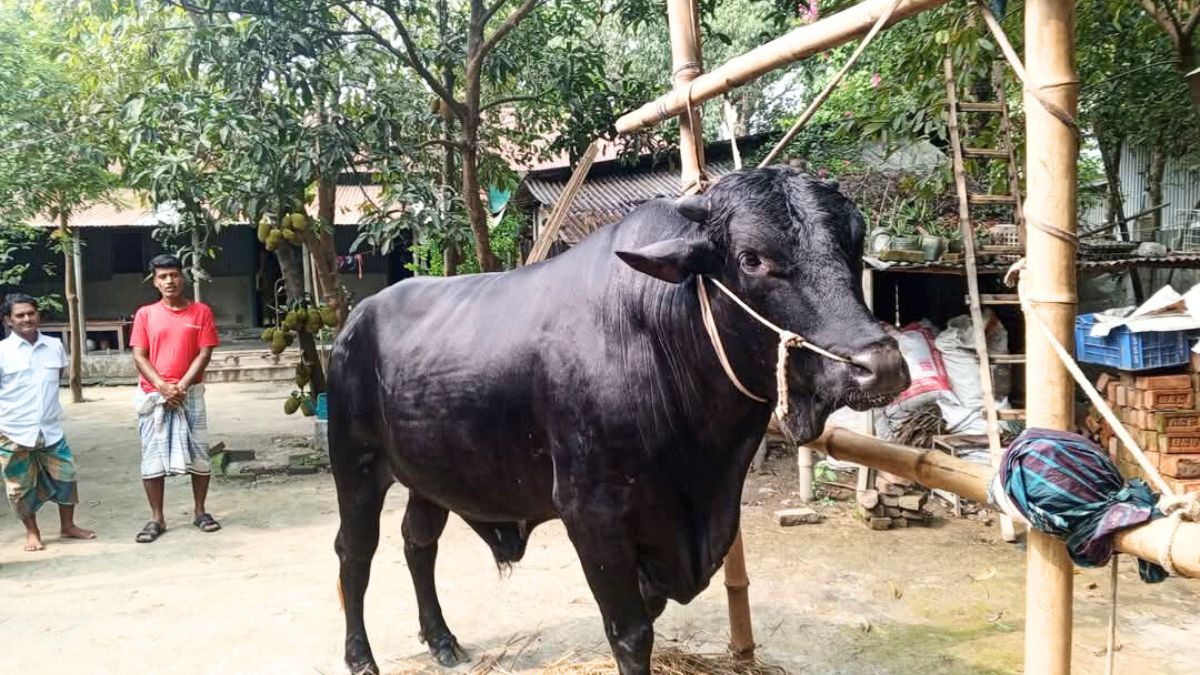 কালীগঞ্জে আলোচনায় ‘নিগ্রো’, ওজন ১১৫০ কেজি