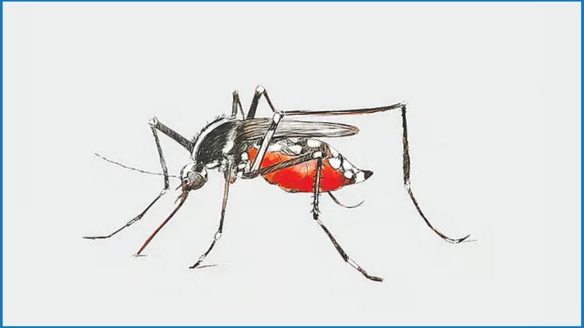 ডেঙ্গুতে ২৪ ঘণ্টায় আক্রান্ত ৬২