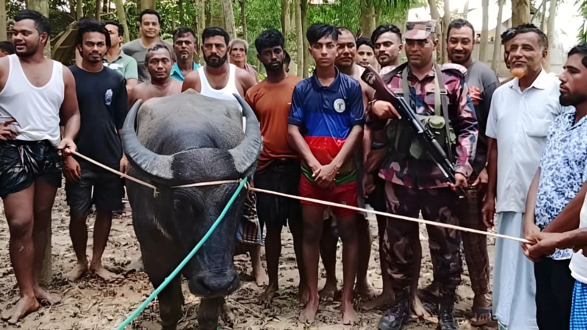 হারিয়ে যাওয়া কোরবানির মহিষ ভারত থেকে ফেরত আনল বিজিবি