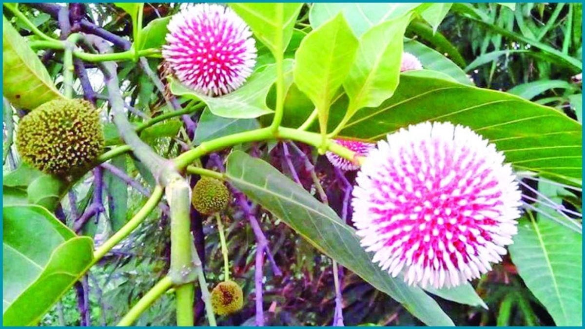 আজ পহেলা আষাঢ়