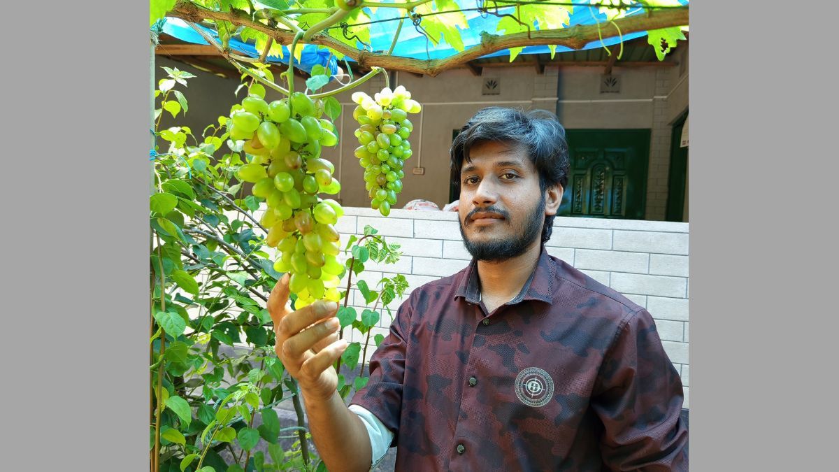 শখের বশে আঙুর চাষ, মেহেদীর আঙিনায় থোকা থোকা সাফল্য