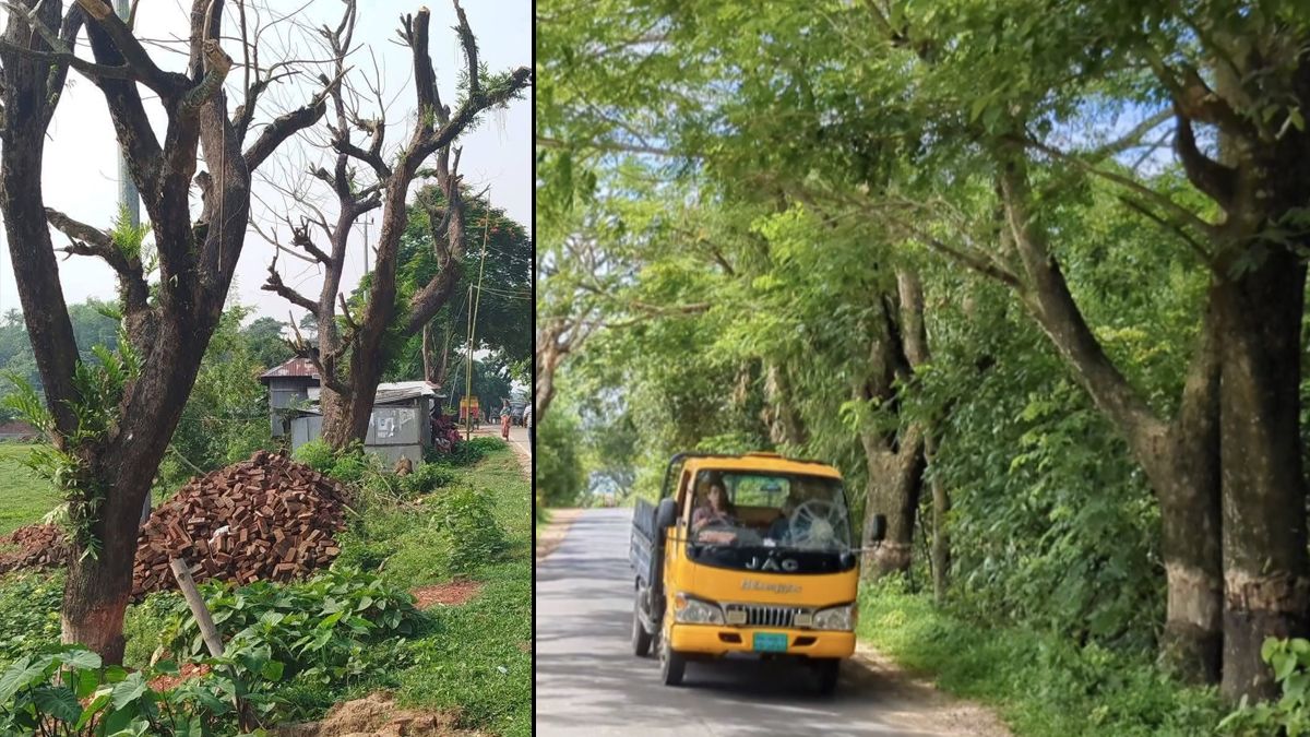 খাগড়াছড়িতে পরিকল্পিতভাবে শত শত বৃক্ষনিধন