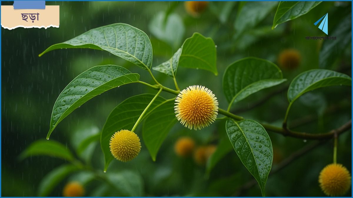কদম ফুল