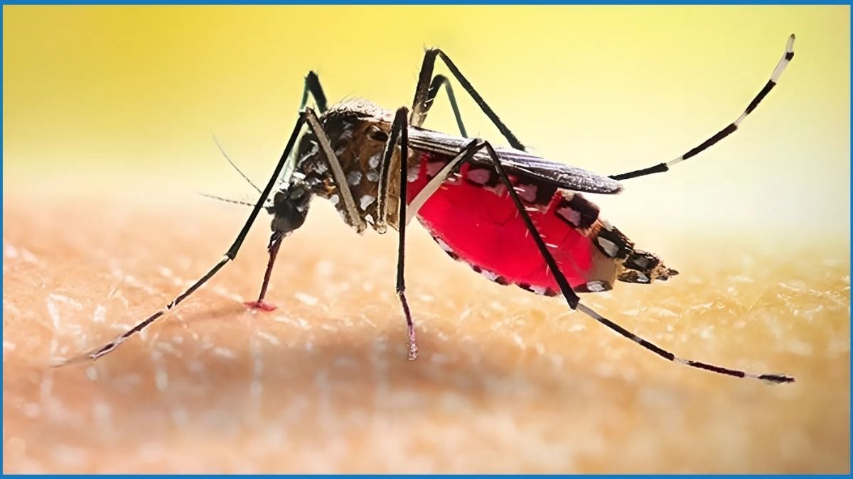 ডেঙ্গুতে মৃত্যুহীন দিনে আক্রান্ত ৩৯৪