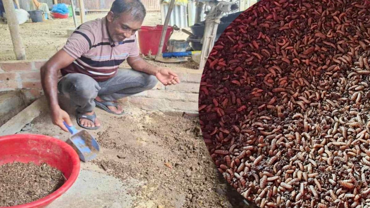 পোকা থেকে প্রোটিন, মাছের খাবার বিক্রি করে মাসে আয় ৭০ হাজার
