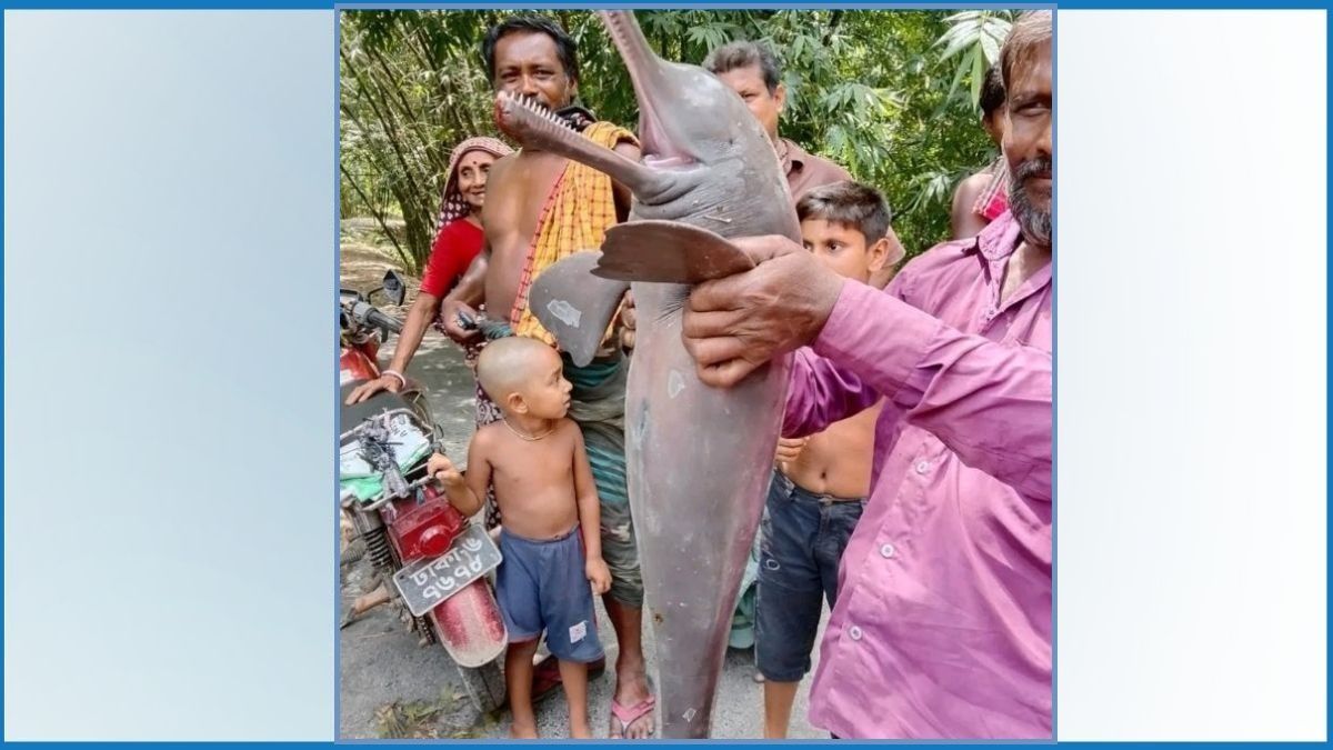 গড়াই নদীতে ধরা পড়ল বিলুপ্তপ্রায় শুশুক
