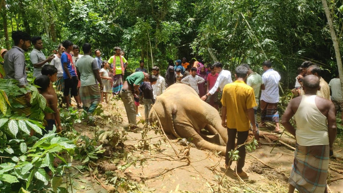 গারো পাহাড়ে আবারও বিদ্যুতের ফাঁদে হাতির মৃত্যু