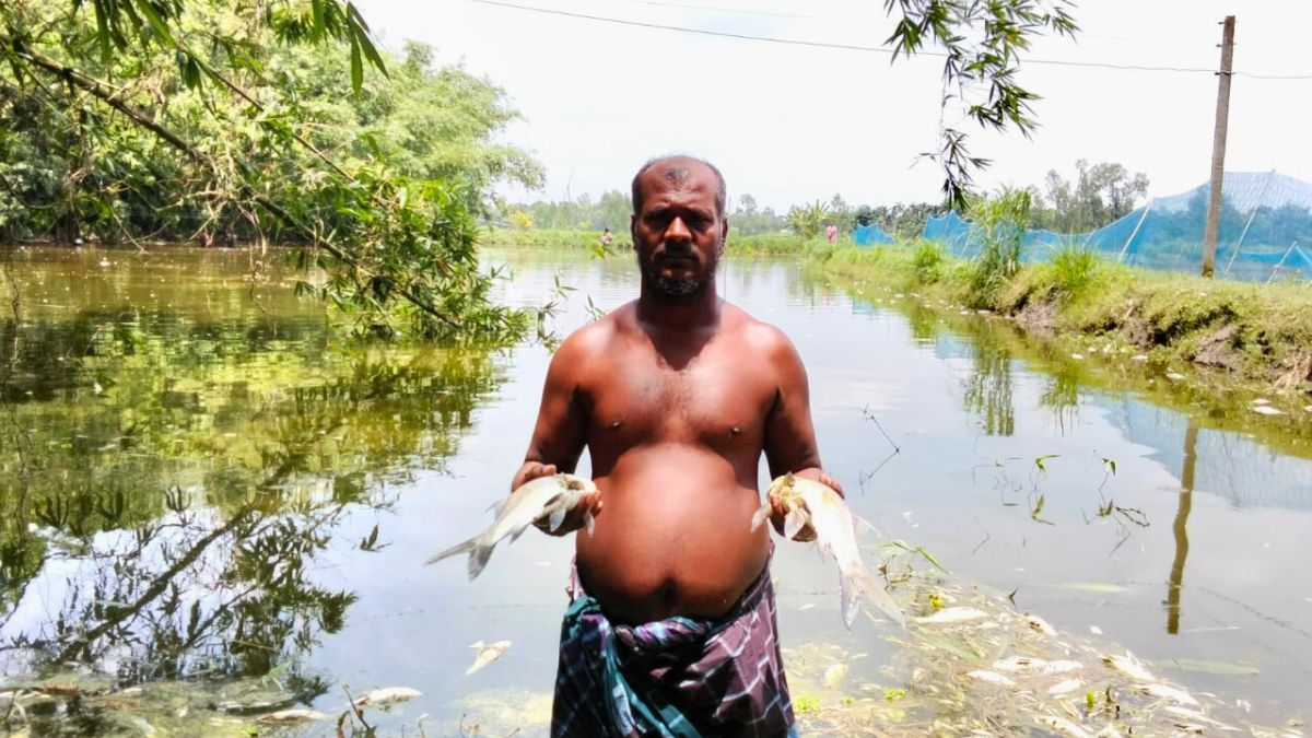 কালীগঞ্জে পুকুরে বিষ প্রয়োগ ৫ লাখ টাকার মাছ নিধন