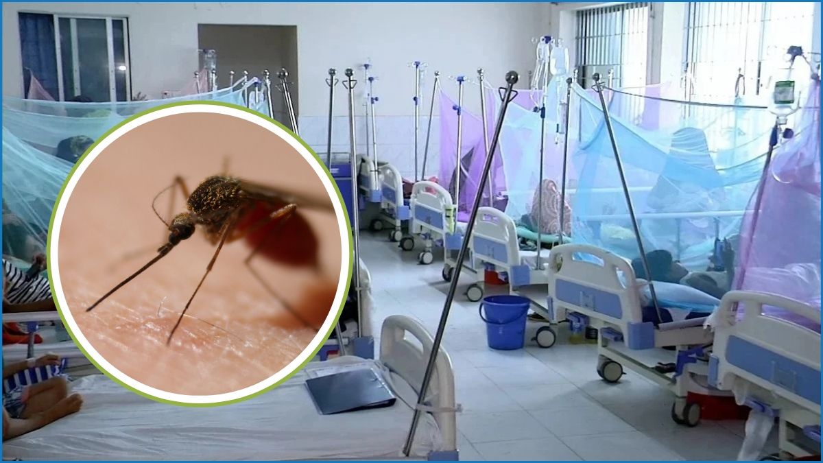 ডেঙ্গুতে আরও ২ জনের মৃত্যু, হাসপাতালে নতুন ভর্তি ৩৯৪