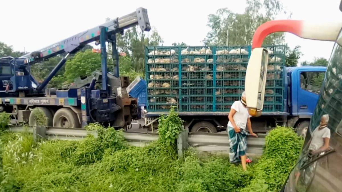 মির্জাপুরে মুরগিবোঝাই ট্রাক উল্টে ২ ঘন্টা যানচলাচল বন্ধ