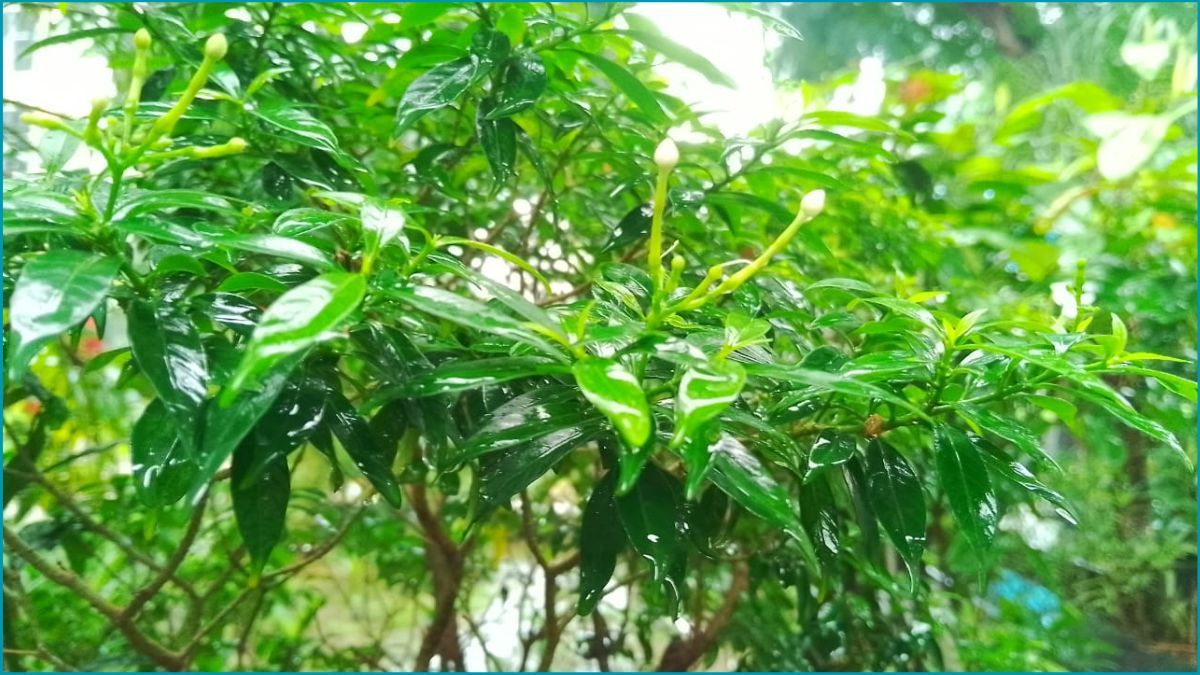 ঢাকার বাতাস আজ ‘সহনীয়’
