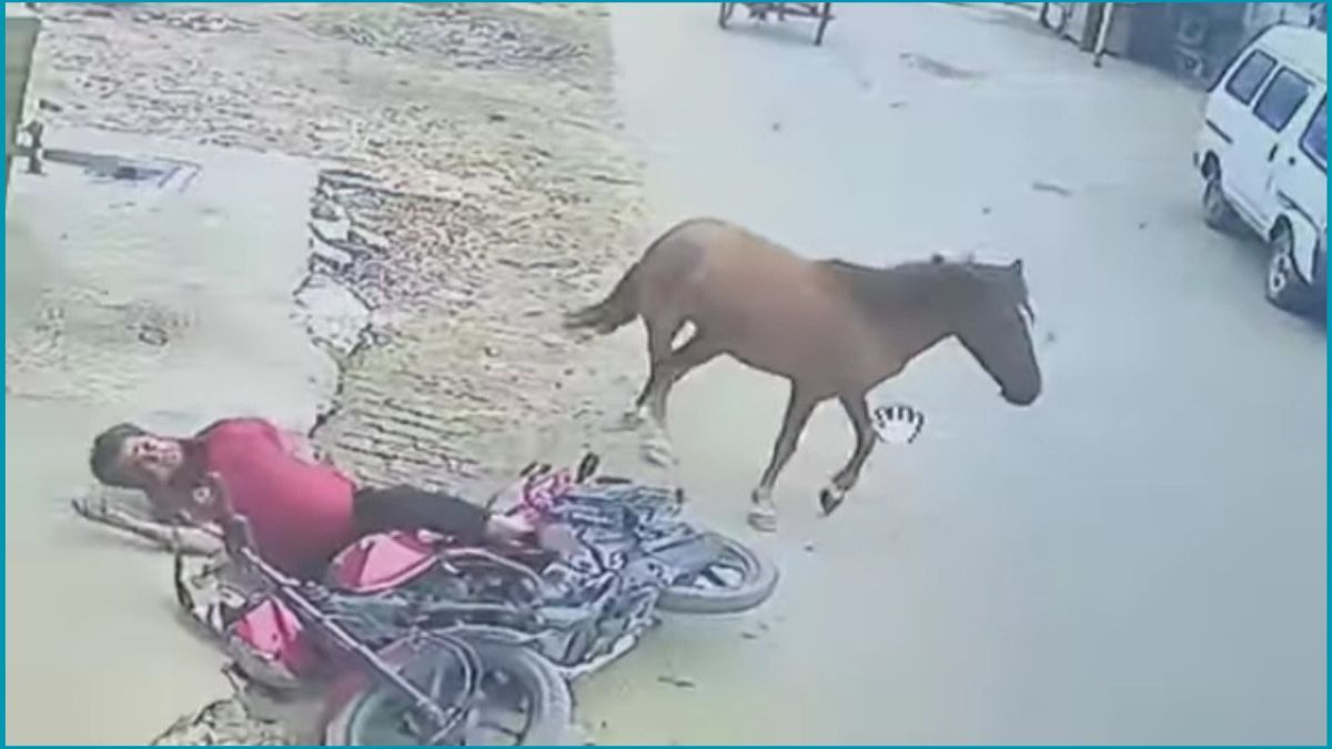 ফরিদপুরে পাগলা ঘোড়ার কামড়ে আহত ১০