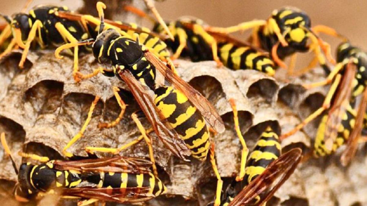 ধুনটে ভিমরুলের কামড়ে ৬ বছরের শিশুর মৃত্যু