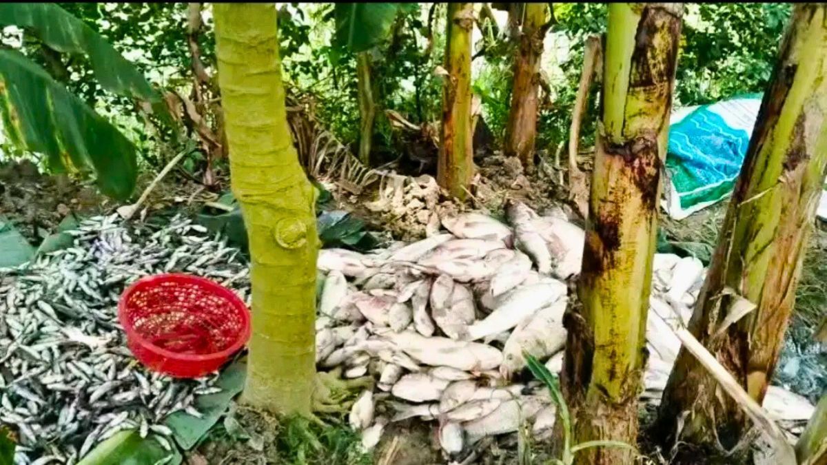 রাজাপুরে বিষ প্রয়োগে মাছ নিধন, ১০ লাখ টাকার ক্ষতি