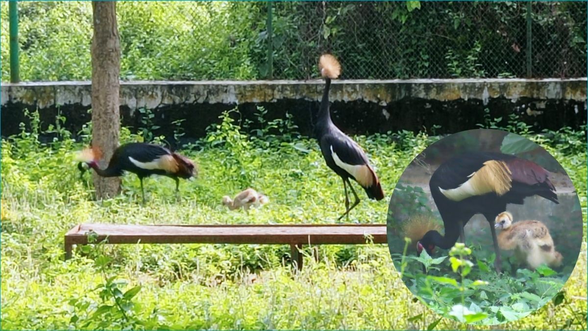গাজীপুর সাফারি পার্কে উগান্ডার জাতীয় পাখির ছানার জন্ম