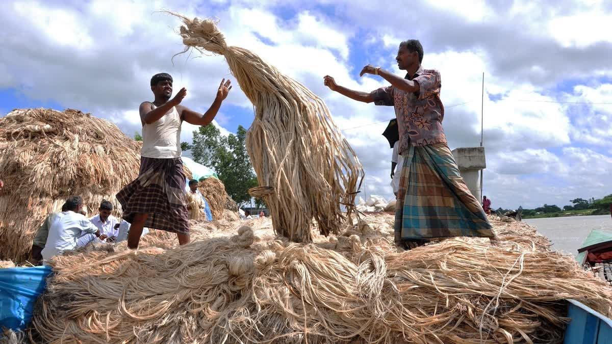 কাঁচা পাট রপ্তানির বড় অংশ যাবে ভারতে