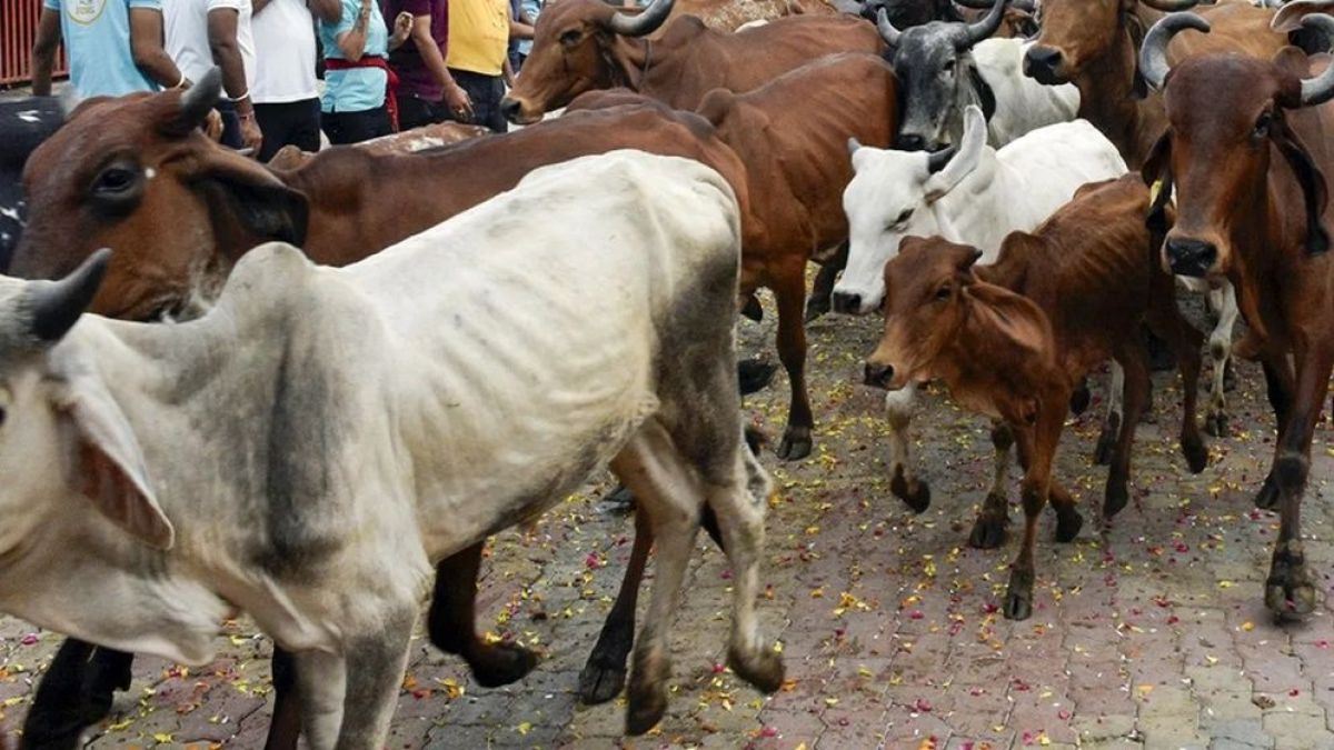 পশ্চিমবঙ্গে প্রকাশ্যে পশু জবাই নিষিদ্ধ করল বিজেপি