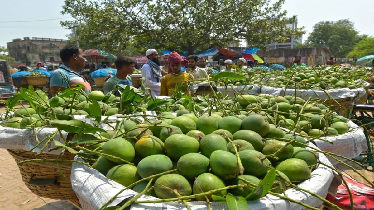 সাতক্ষীরায় হাসছেন চাষিরা, রাজশাহীতে রপ্তানি নিয়ে শঙ্কা