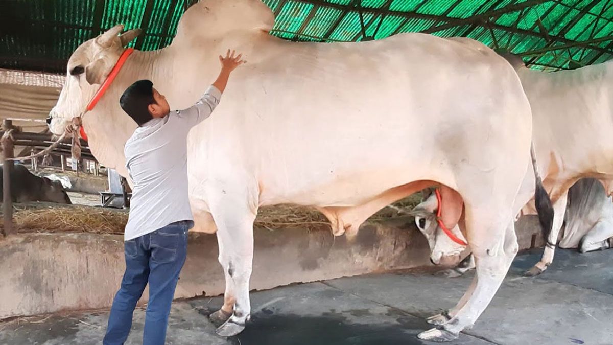 ভাগে কোরবানির ক্ষেত্রে ৬ সতর্কতা