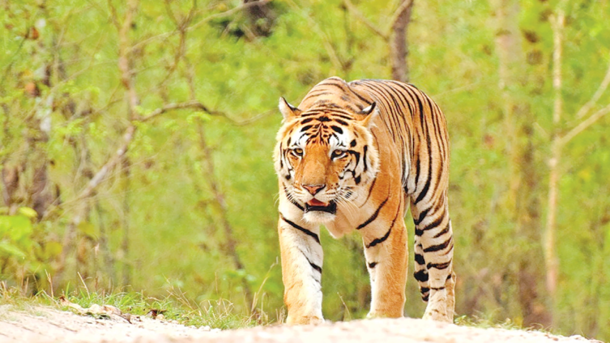 বাঘের আক্রমণে ৪ নারীর মর্মান্তিক মৃত্যু