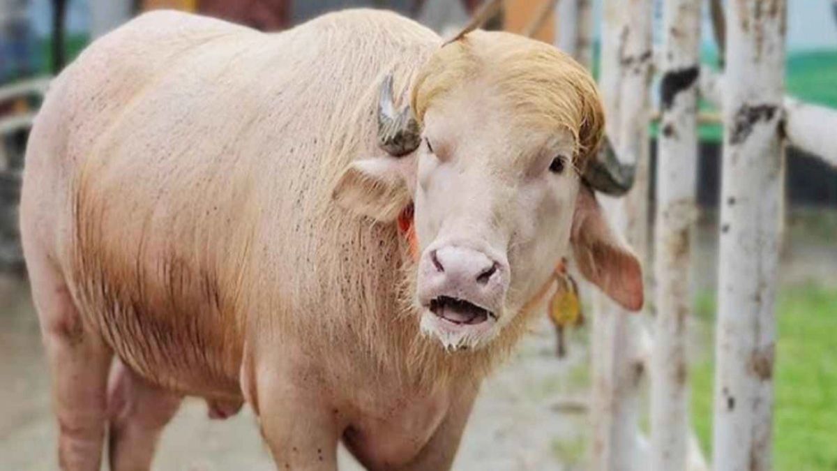 ‎‘ডোনাল্ড ট্রাম্প' এখন মিরপুর চিড়িয়াখানায়, দেখতে মানুষের ঢল