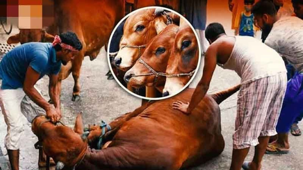 ‎ঈদুল আজহার দ্বিতীয় দিনেও চলে পশু কোরবানি