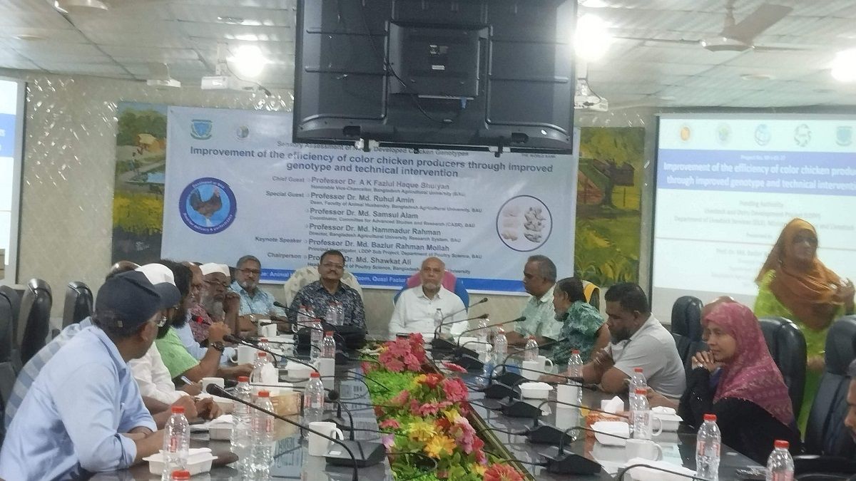 বাকৃবিতে রঙিন মাংস উৎপাদনকারী মুরগির নতুন জাত উদ্ভাবন