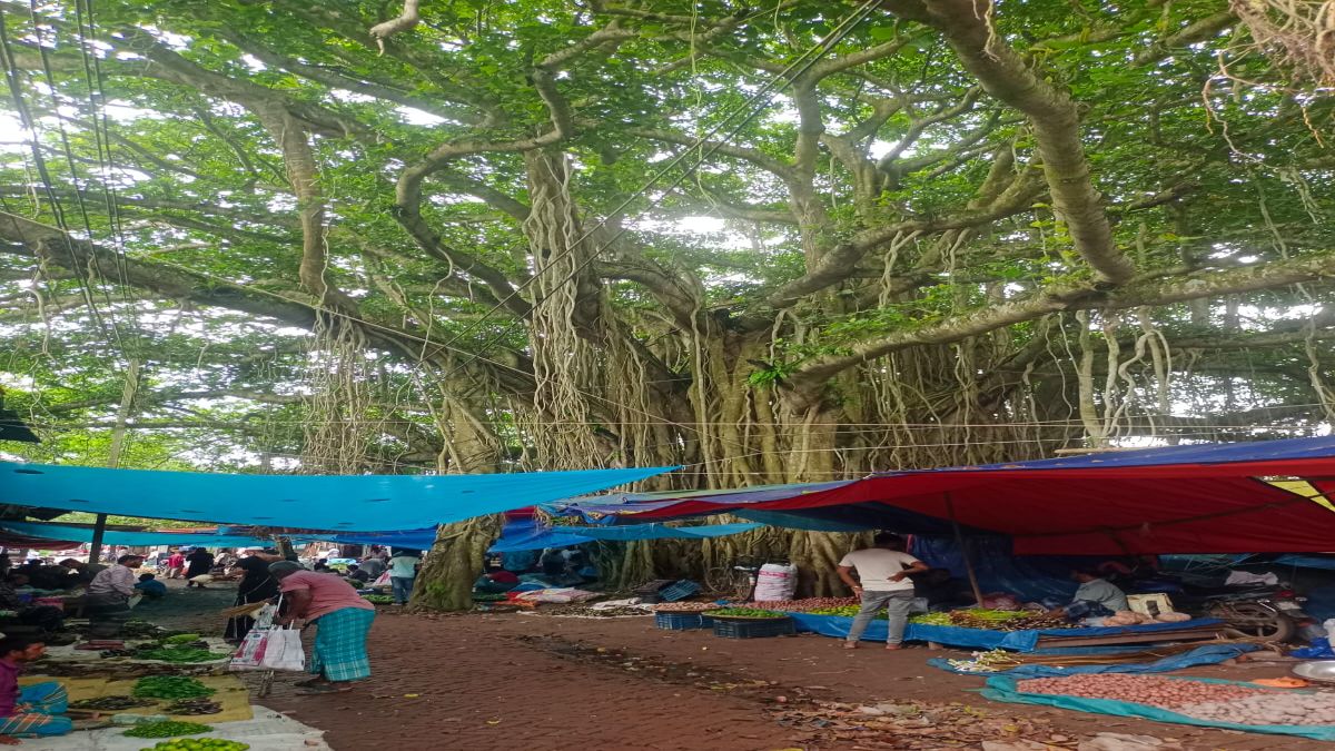 শতবর্ষের পথচলায় শতবর্ষী  বটবৃক্ষ ও কালিদাস হাট