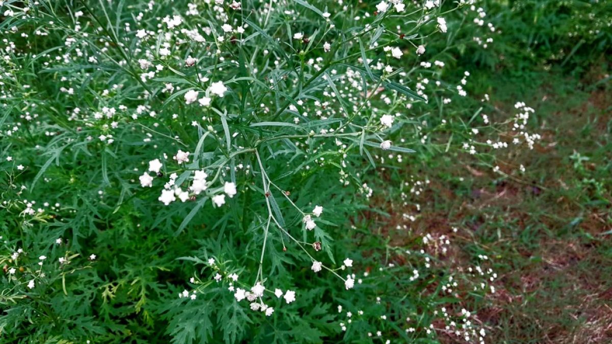 কুষ্টিয়ায় বাড়ছে পার্থেনিয়ামের  বিস্তার’