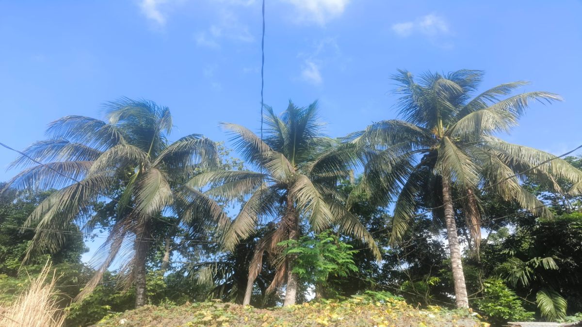 কুষ্টিয়ায় ফলন ব্যাহত হওয়ায়   বিপাকে নারিকেল চাষিরা
